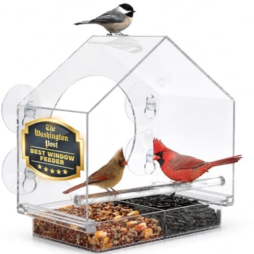 Window bird feeder