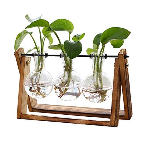 XXXFLOWER Three-Bulb Glass Vase Terrarium